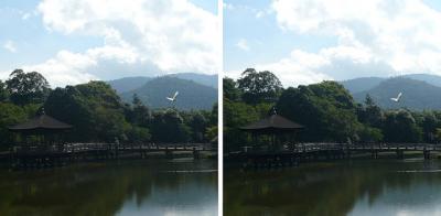 夏の浮見堂(奈良公園・鷺池) 平行法ステレオ立体視３Ｄ写真