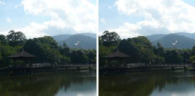 夏の浮見堂(奈良公園・鷺池) 交差法3Dステレオ立体写真
