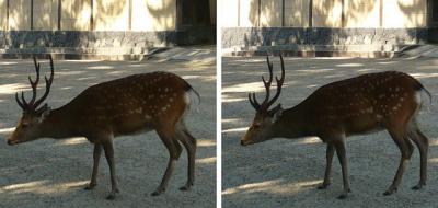 奈良の角が立派な鹿 平行法3D立体ステレオ写真