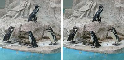 フンボルトペンギン 平行法3D立体ステレオ写真