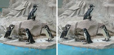 フンボルトペンギン 交差法ステレオ立体３Ｄ写真
