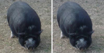 豚 交差法ステレオ立体３Ｄ写真
