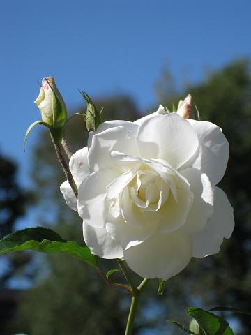 2009-09-27white-rose.jpg