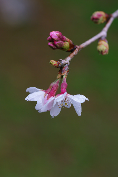 湯湾岳のソメイヨシノが咲き始めました