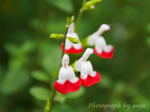 Salvia microphylla 'Hot Lips'（ルビア・ミクロフィラ　'ホットリップス）