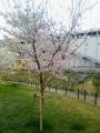 こんな桜の樹です
