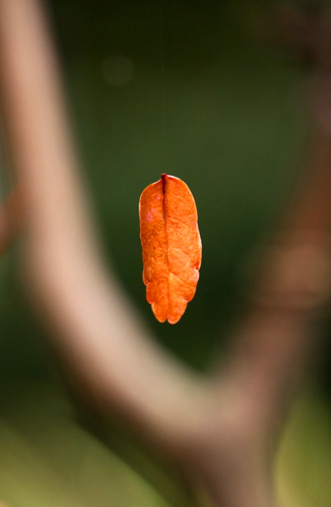 山椒の紅葉