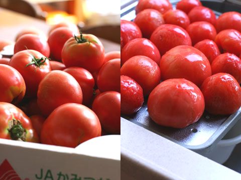 家庭菜園のトマト