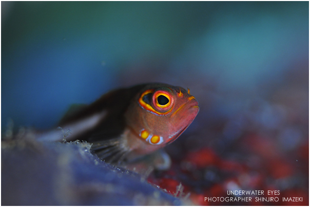 メガネゴンベ幼魚