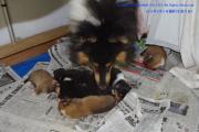 WH&pups110711