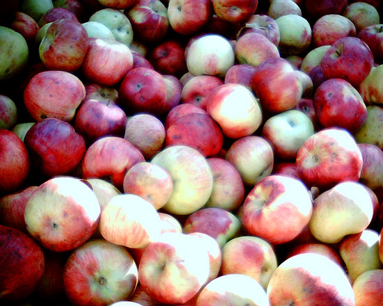 apples cortland