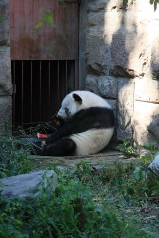北京動物園7
