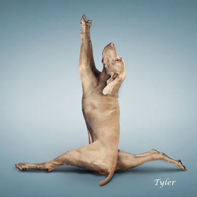 tyler_yoga_dog.png