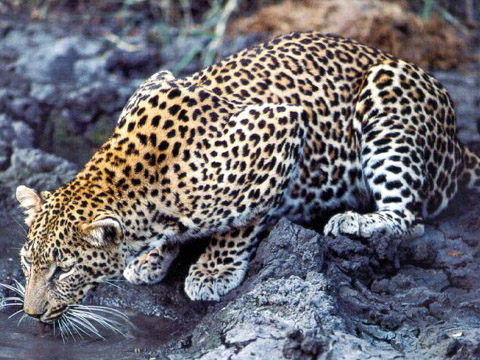 LEOPARD-FASHION----leopard-1.jpg