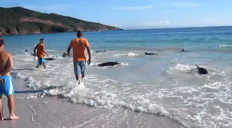 30頭のイルカが砂浜に打ち上げられる決定的瞬間