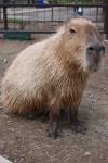 e86_0812_capybara.jpg