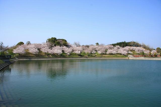 藤山公園桜1