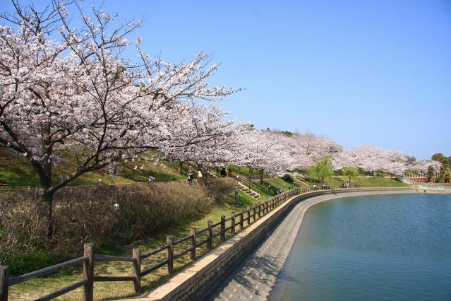 藤山公園桜2