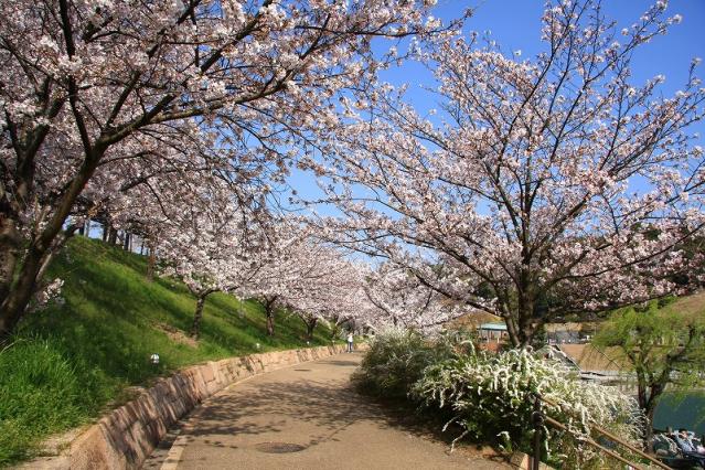 藤山公園桜3