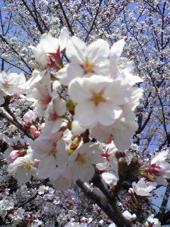 桜Image537