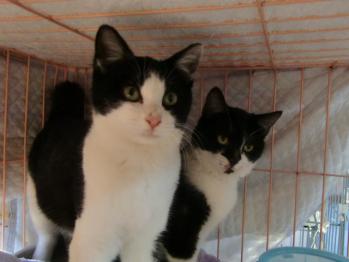 ２０１１年１２月２５日子猫２匹保護生後７ヶ月くらい、白黒２匹とも女の子、仮名ゆきちゃんとちょびちゃん