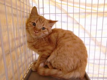 ２０１１年１１月２４日茶虎子猫１匹保護されてくる。生後７ヶ月くらい。ノラネコちゃんで鋸南道の駅の近くのカフェで保護されてくる。