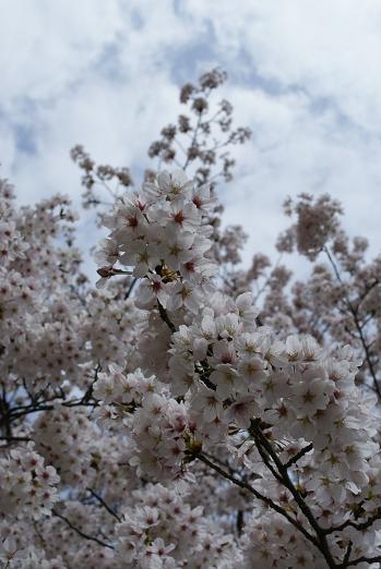 散り始めの頃の桜が好き。