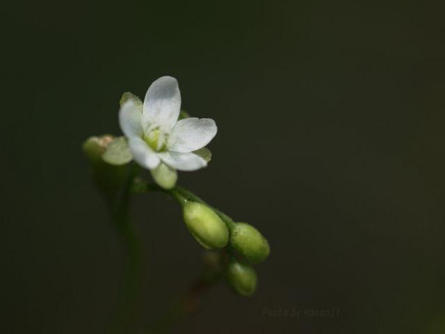 モウセンゴケの花をアップで撮りました