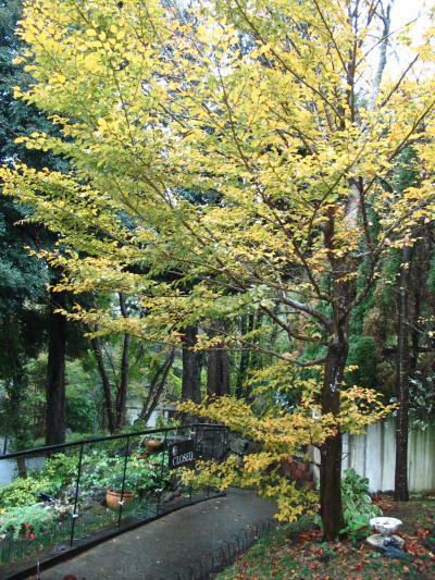 伊豆高原　ギャラリー　ショップ　ギャラリーぶなの木　ぶなの木の紅葉