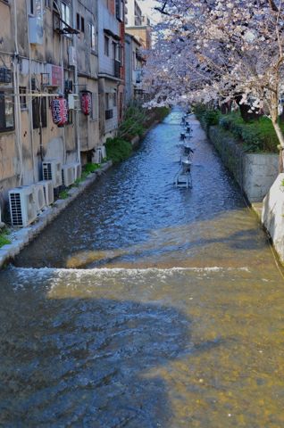 京都高瀬川の桜