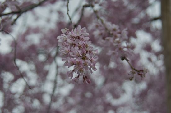 渉成園の桜