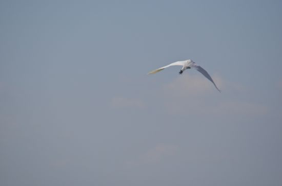 飛翔する鷺@三河湾