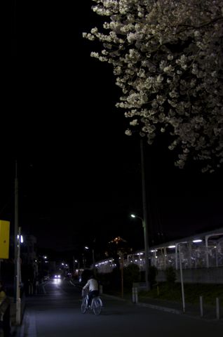 東京都町田市相原の夜桜