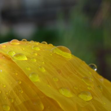 雨上がりの黄色い花