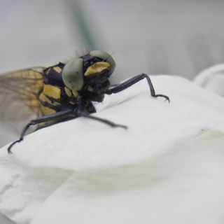 2012最初に見た蜻蛉