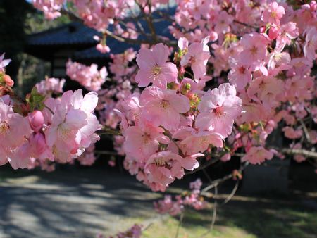 桃色の桜２