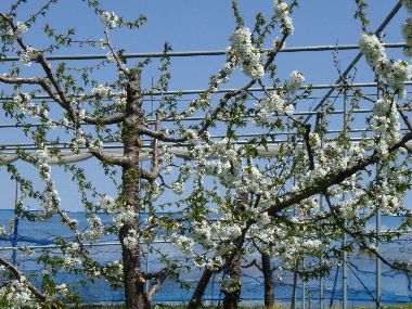 果樹園の白い花