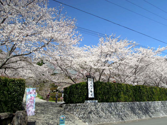 奥山　カナメ神宮　桜満開