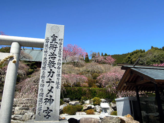 奥山　カナメ神宮　桜満開