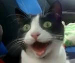 「うおぉおぉ！」自動車に乗って驚きの表情を見せる猫の動画
