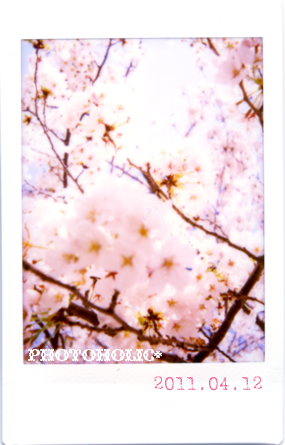 一生忘れない桜です。