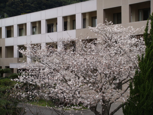 長崎大学のサクラサク
