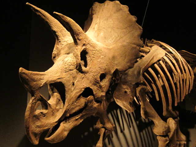 恐竜博2011にてトリケラトプス