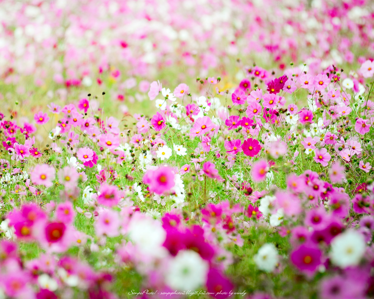 エレガント花畑 壁紙 Pc 最高の花の画像