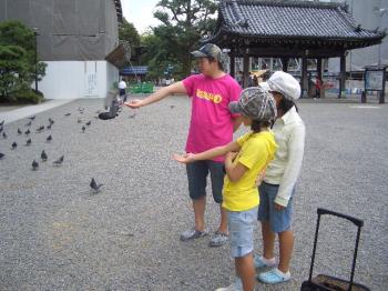 本願寺の鳩