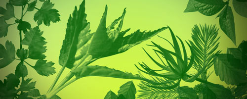 リアルな葉を描ける高解像度のPhotoshopブラシ『32 Ultra Photoshop Quality Leaf Brushes』