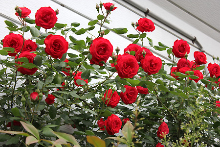 てんてんさんの薔薇だより 壁面の誘引 品種不明の赤いつるバラ