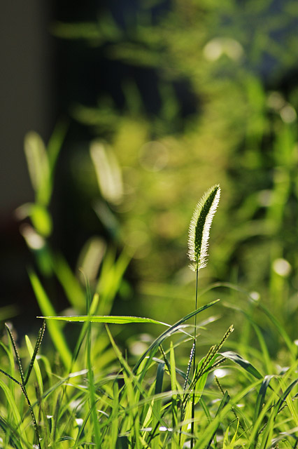 Here Comes The Season Of Green Foxtails