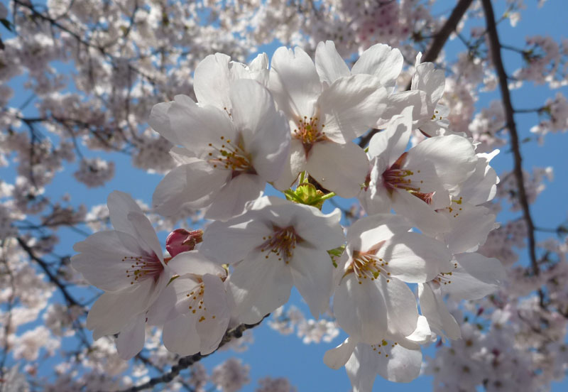 cherry blossom at Ttsubo park