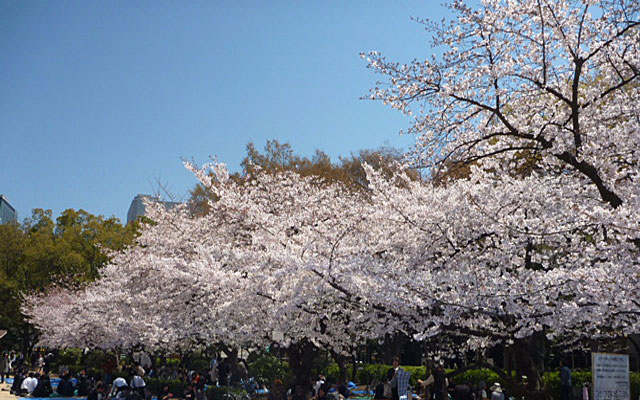 靫公園の桜Today